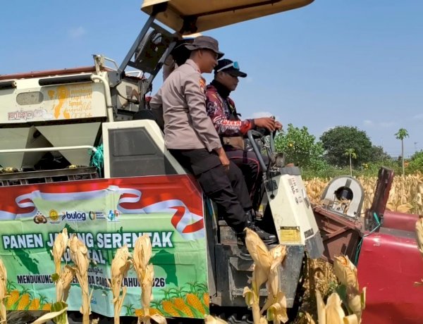 Polsek Taman Bersama Petani Panen 13 Ton Jagung, Dongkrak Upaya Ketahanan Pangan