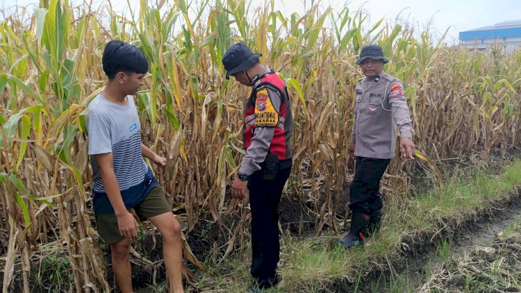 Cek-Lahan-Jagung-Siap-Panen-di-Balongbendo-Sidoarjo,-Dukung-Swasembada-Pangan-2026