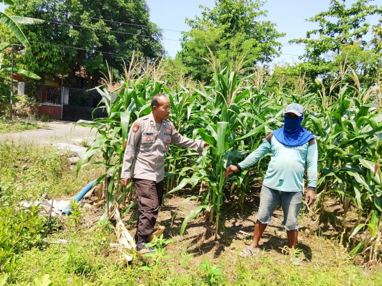 Polsek Prambon Kontrol Lahan Jagung, Antisipasi Dampak Cuaca terhadap Ketahanan Pangan