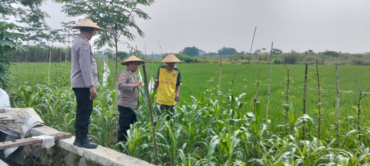 Polisi Monitoring Lahan Tumpang Sari Jagung di Desa Jiken untuk Dukung Ketahanan Pangan